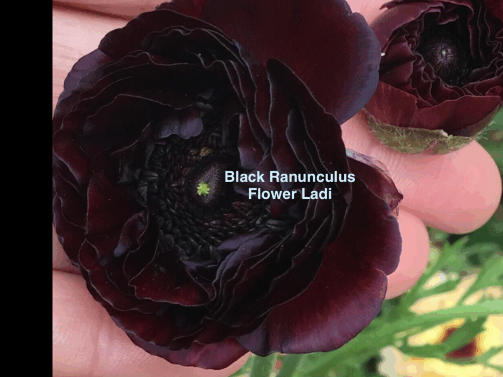 Black Ranunculus (100) - Local Seeds