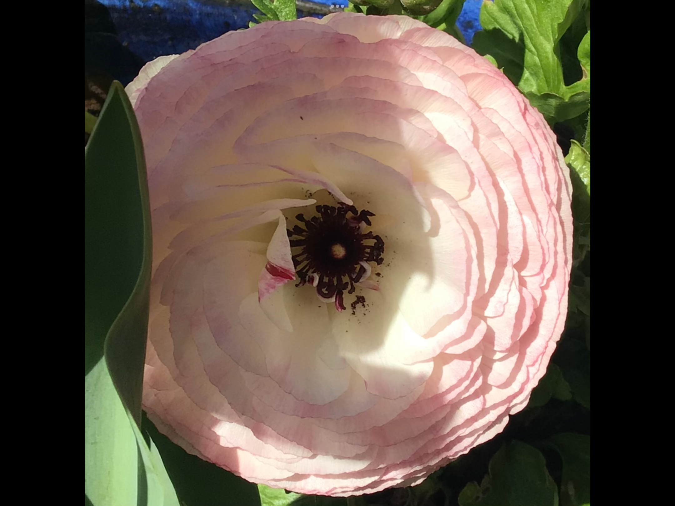 Ranunculus Elegance Bianco Ranunculus Elegance Bianco - Image 3