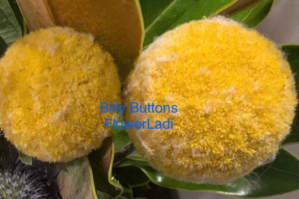 Billy Button Billy Button