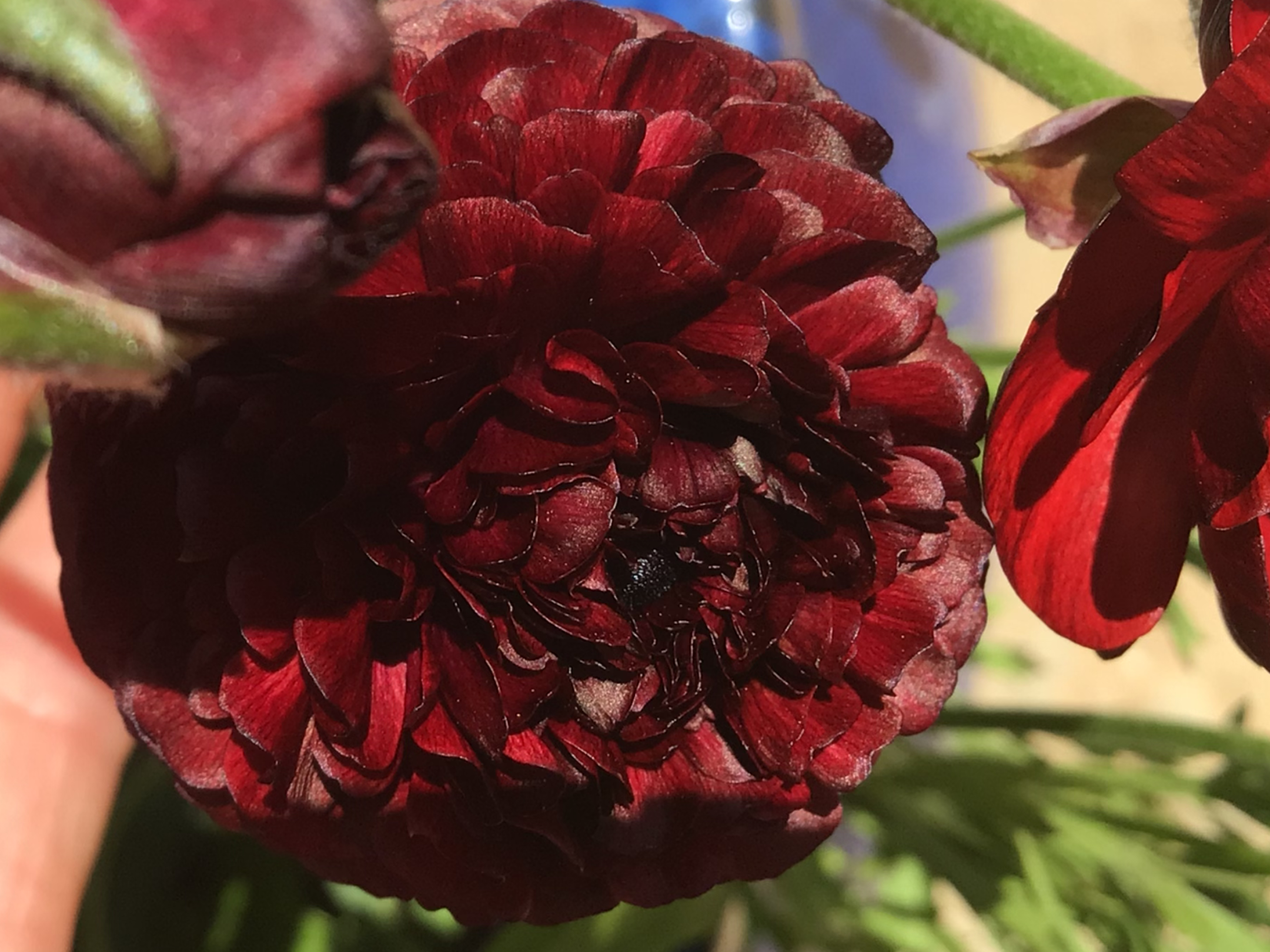 Burgundy Ranunculus Burgundy Ranunculus - Image 4