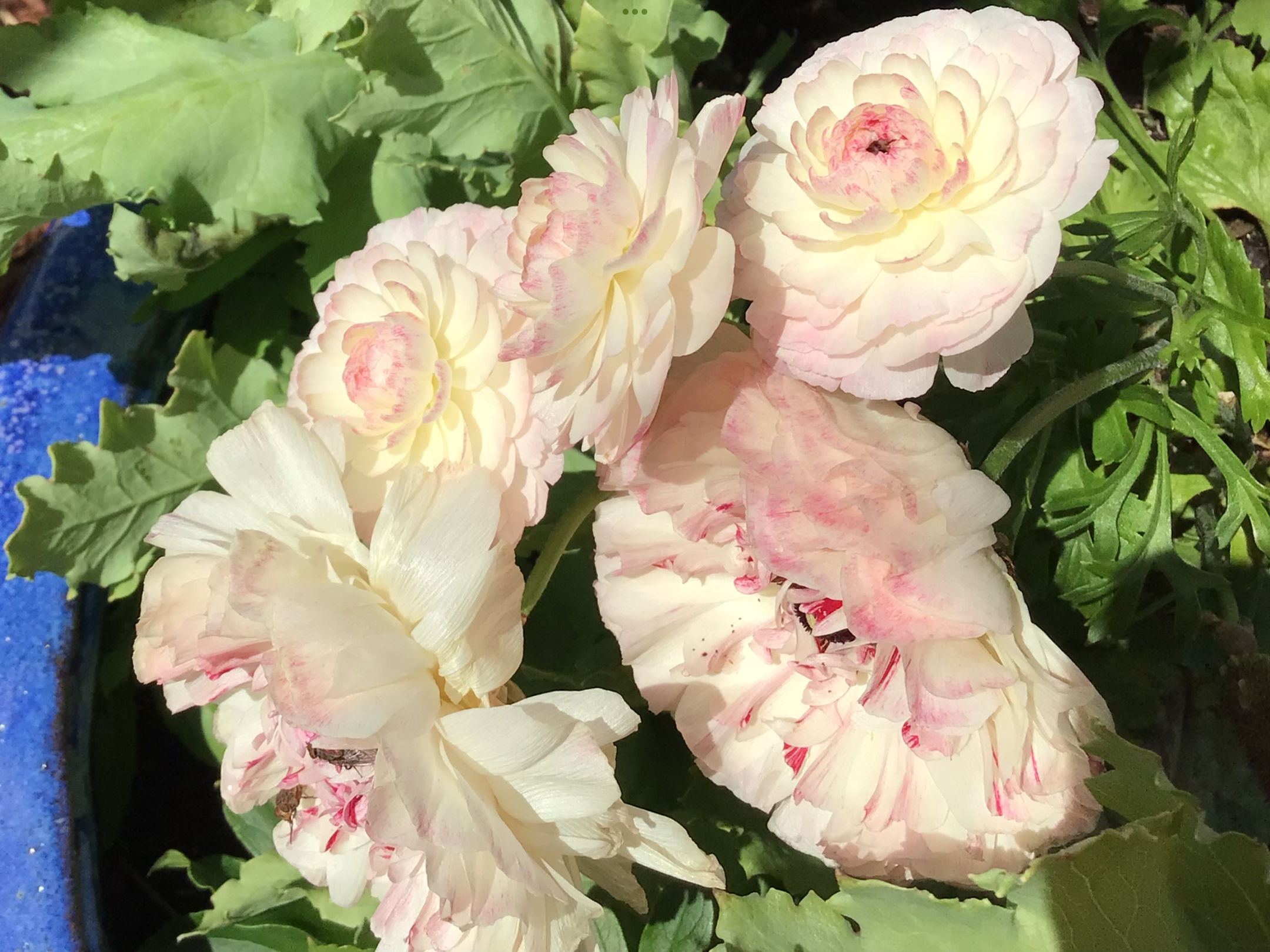 Ranunculus Elegance Bianco Ranunculus Elegance Bianco - Image 2