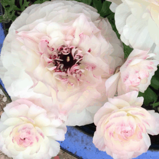 Ranunculus Elegance Bianco