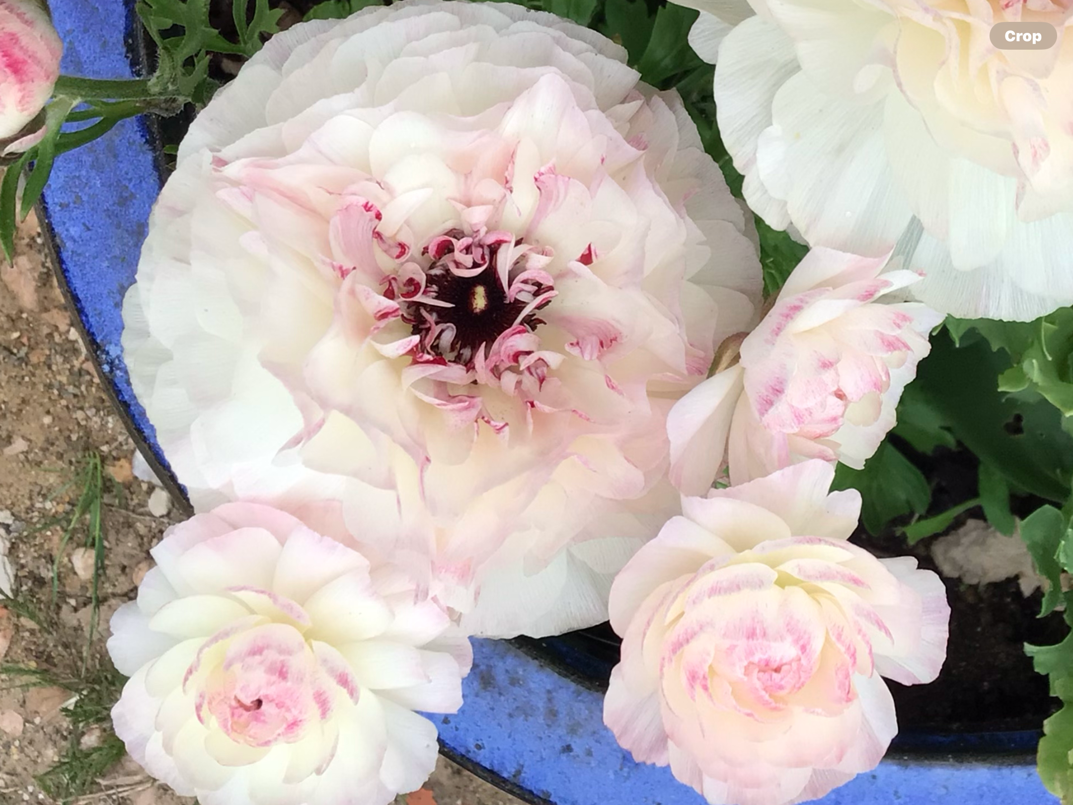 Ranunculus Elegance Bianco Ranunculus Elegance Bianco