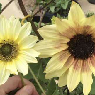 Italian White & Lilac Spray Duo