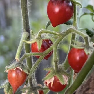 Indigo Rose Tomato