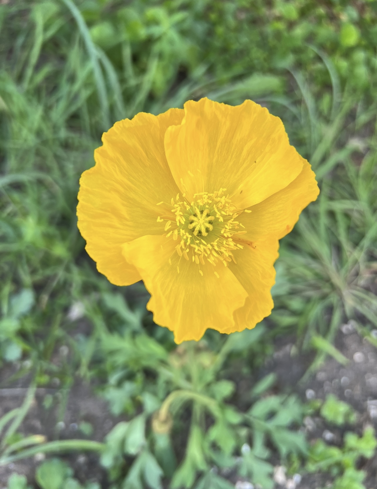 Iceland Poppy Iceland Poppy - Image 2