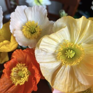 Iceland Poppy