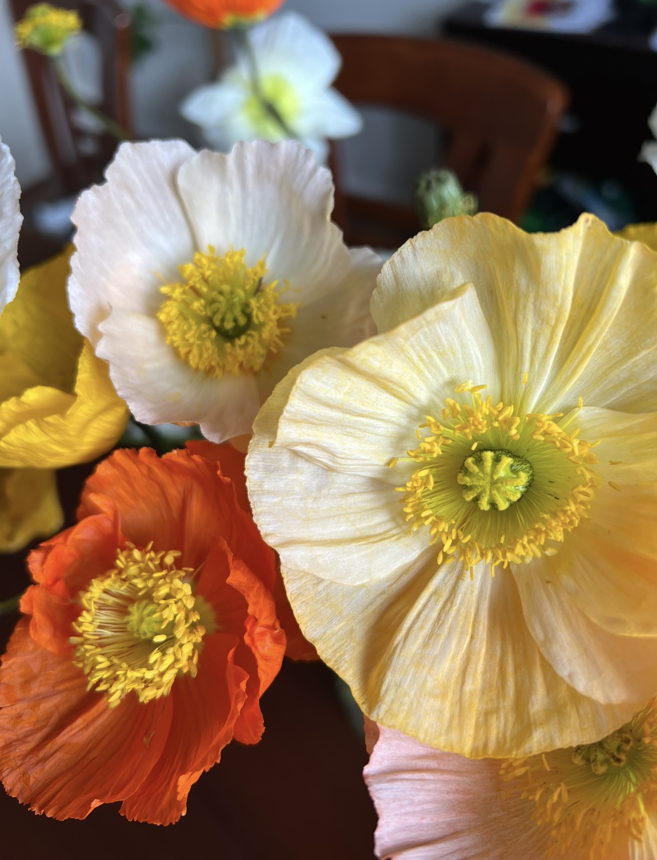 Iceland Poppy Iceland Poppy