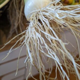 Leek 'Amaryllidaceae'