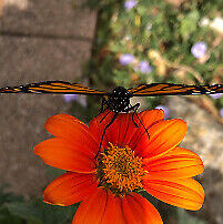 Monarchs Matter 4 Seeds