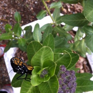 False Queen Anne's Lace Ammi Majus