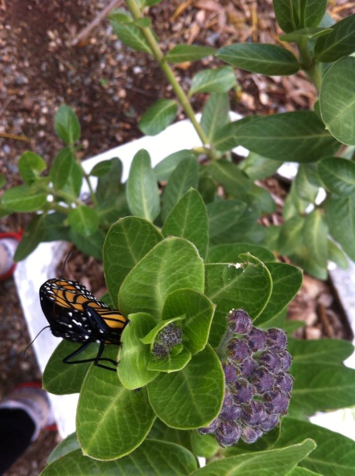 Milkweed Gomphocarpus Cancellatus Milkweed Gomphocarpus Cancellatus - Image 6