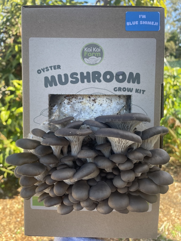 Organic Blue Shimeji Oyster Mushroom Grow Kit Kai Kai Farm's Blue Shimeji Oyster Organic Mushroom Grow Kit Fruiting, nearly ready to harvest