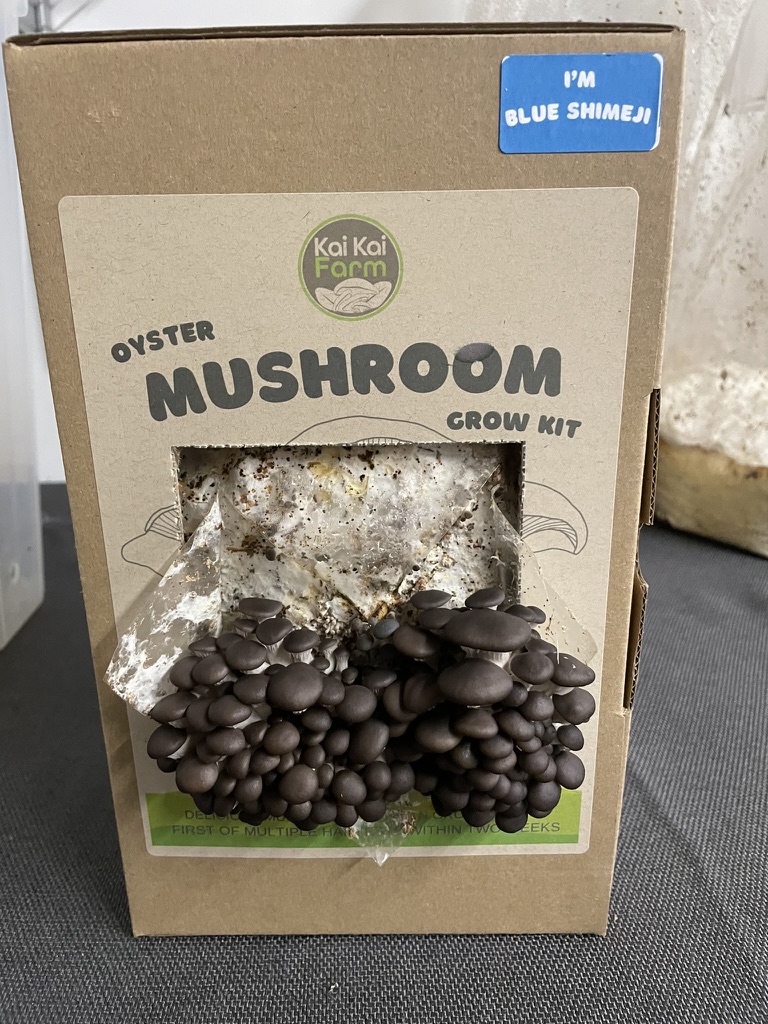 Organic Blue Shimeji Oyster Mushroom Grow Kit Blue Shimeji Oyster Mushroom Kit, just starting to pin