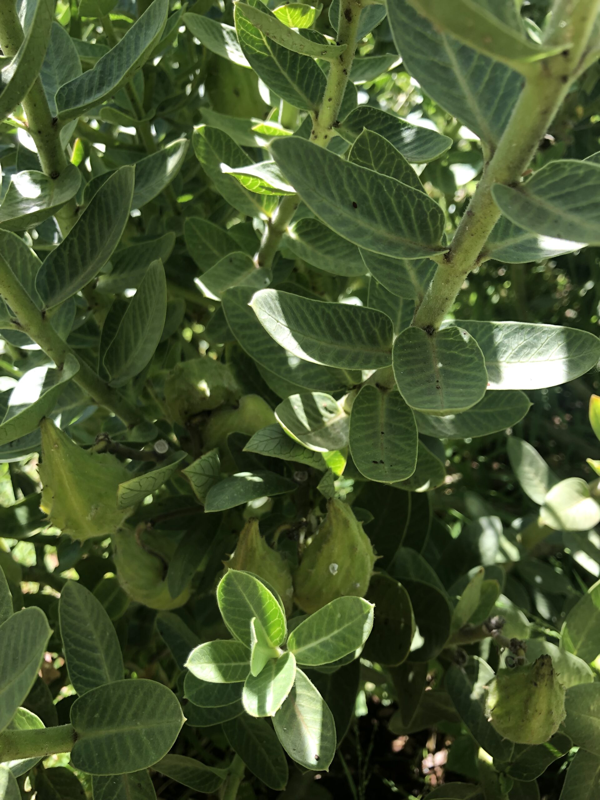 Milkweed Gomphocarpus Cancellatus Milkweed Gomphocarpus Cancellatus - Image 4