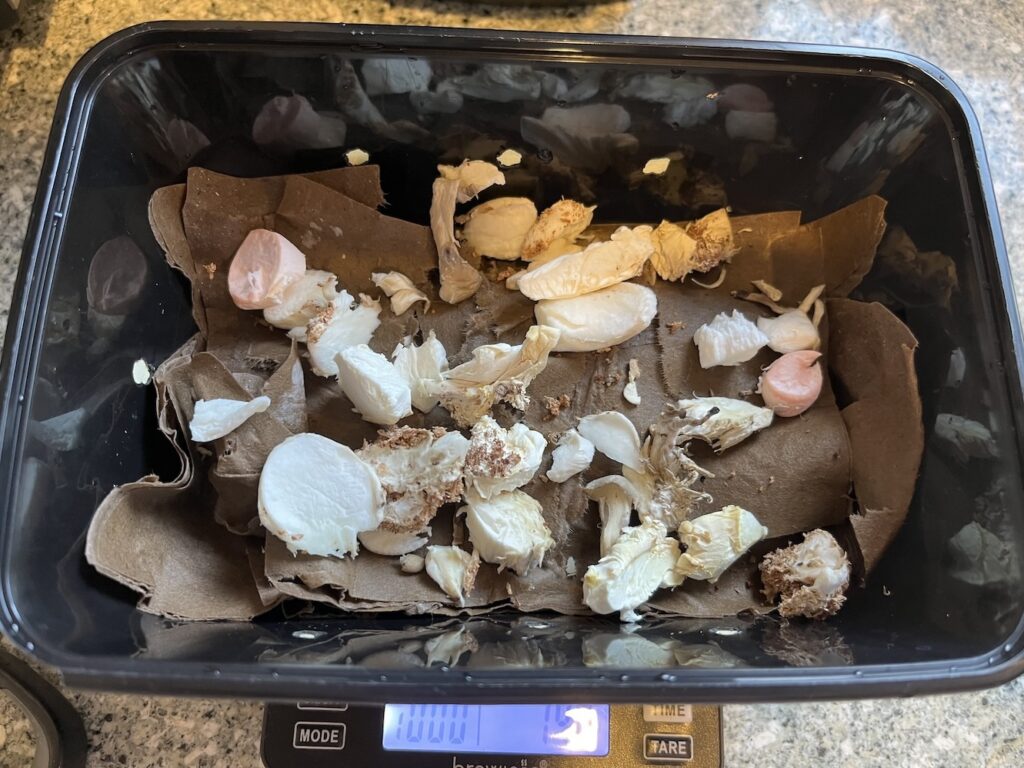 How to grow mushrooms in coffee ground