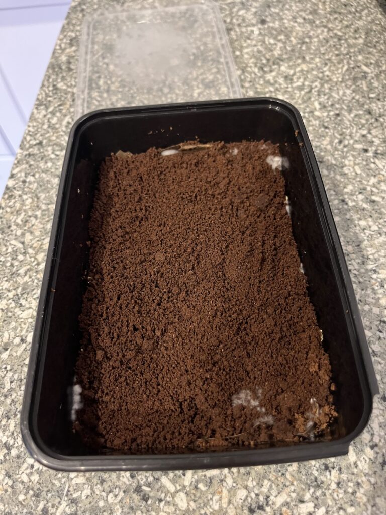 How to grow mushrooms in coffee ground