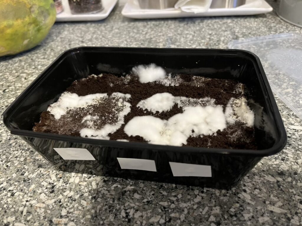 How to Grow Mushrooms in Coffee Grounds in 6 Easy Steps