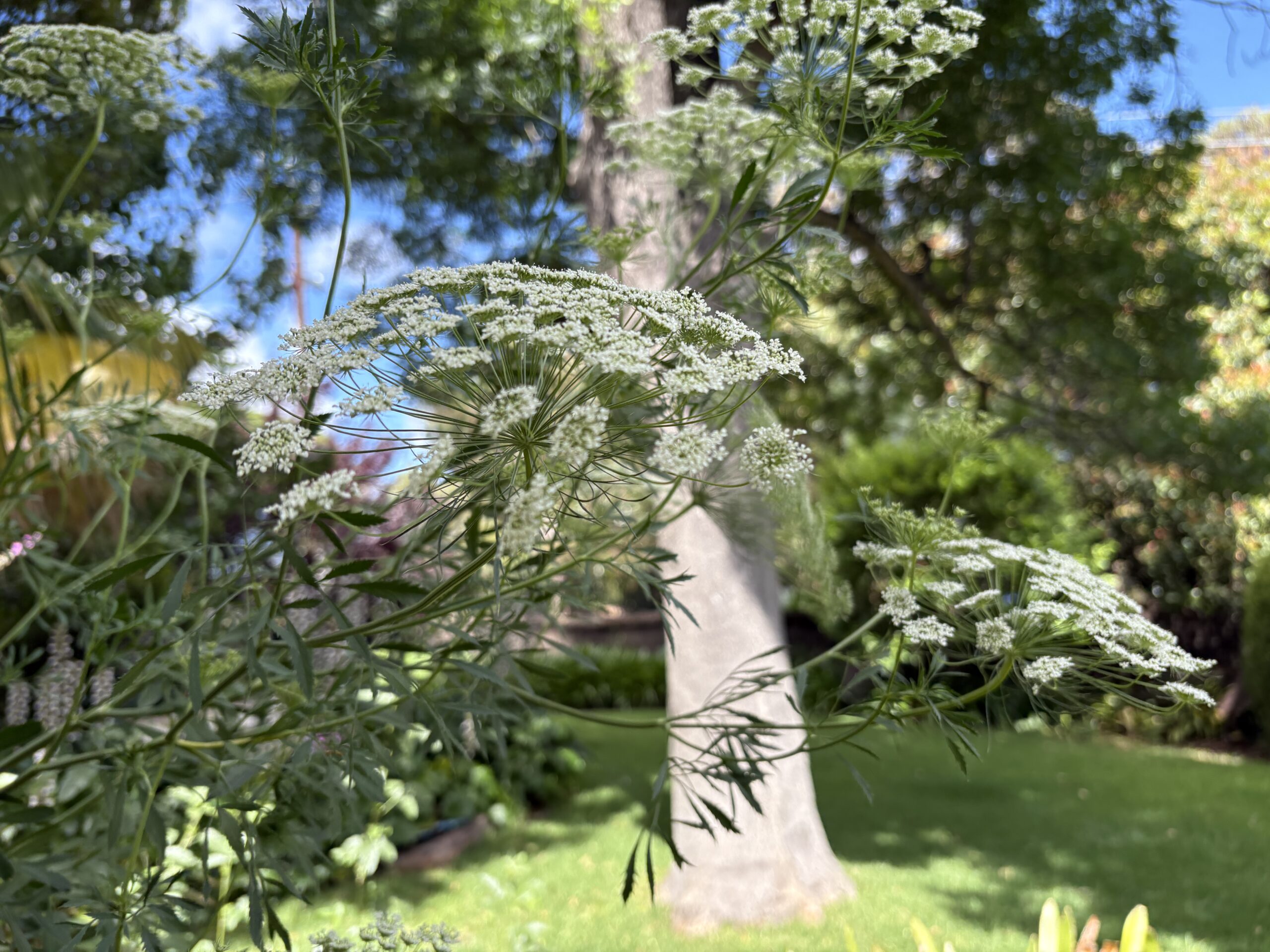 False Queen Anne's Lace Ammi Majus False Queen Anne's Lace Ammi Majus - Image 3