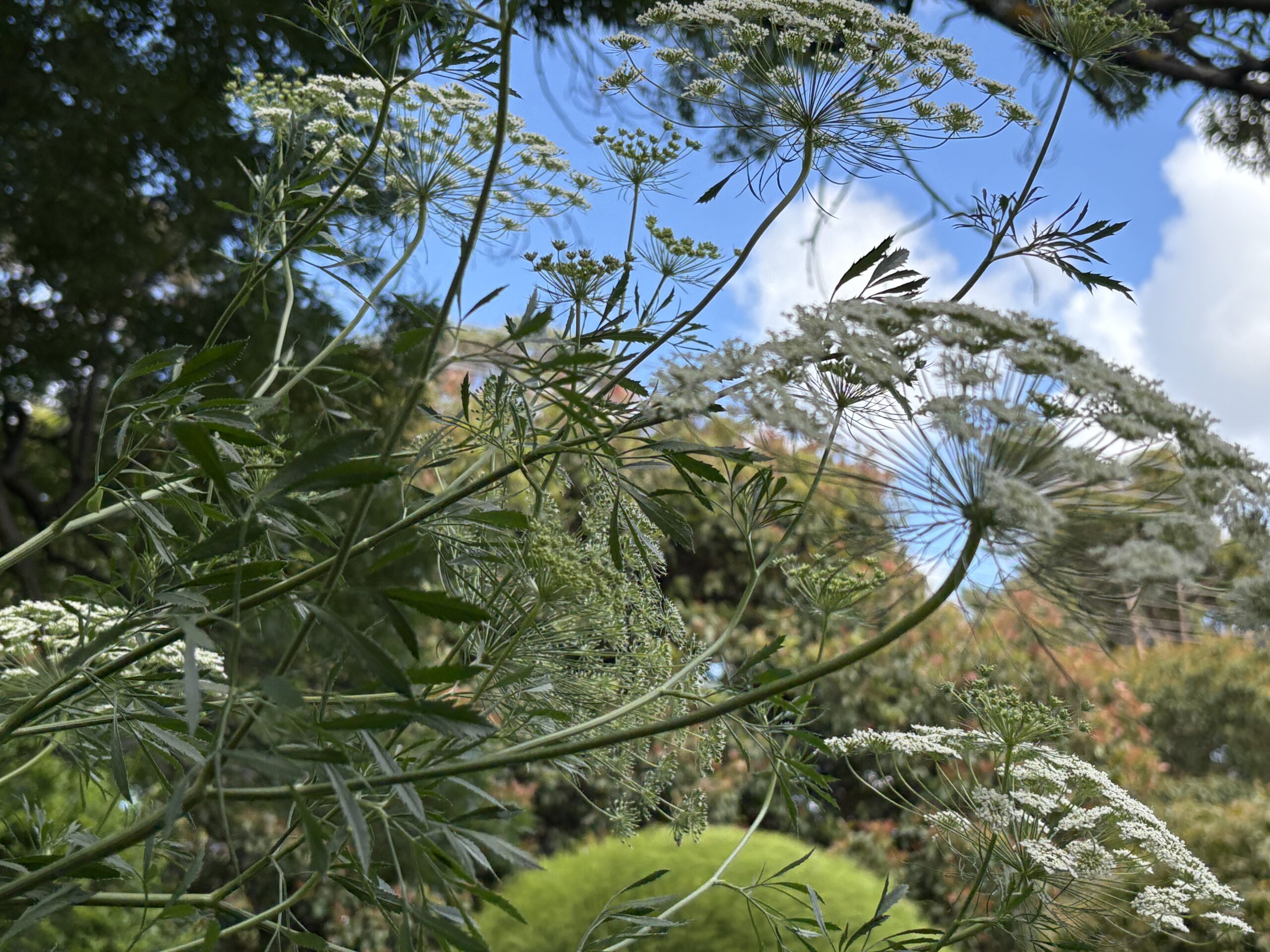 False Queen Anne's Lace Ammi Majus False Queen Anne's Lace Ammi Majus - Image 4