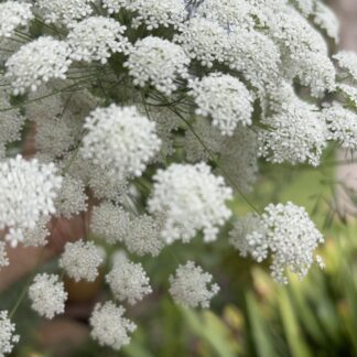 False Queen Anne's Lace Ammi Majus
