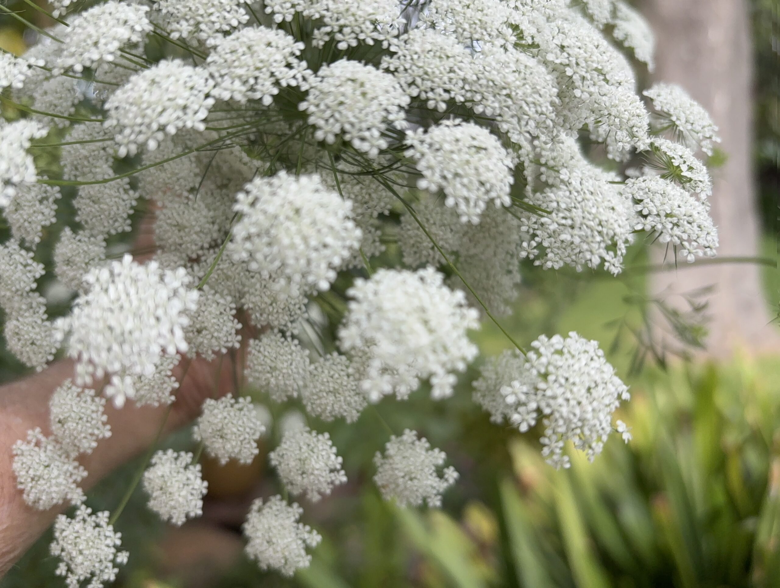 False Queen Anne's Lace Ammi Majus False Queen Anne's Lace Ammi Majus