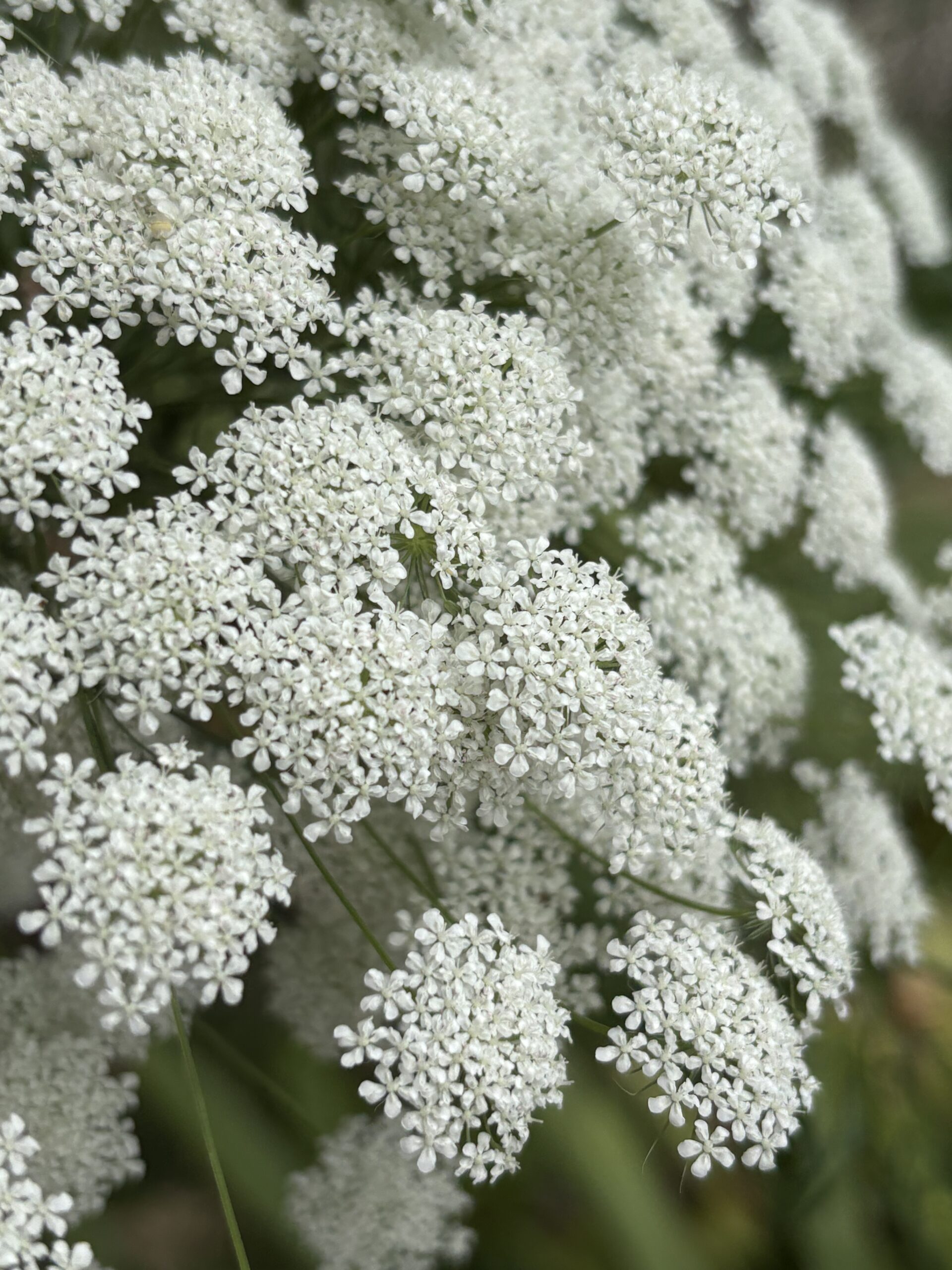 False Queen Anne's Lace Ammi Majus False Queen Anne's Lace Ammi Majus - Image 2