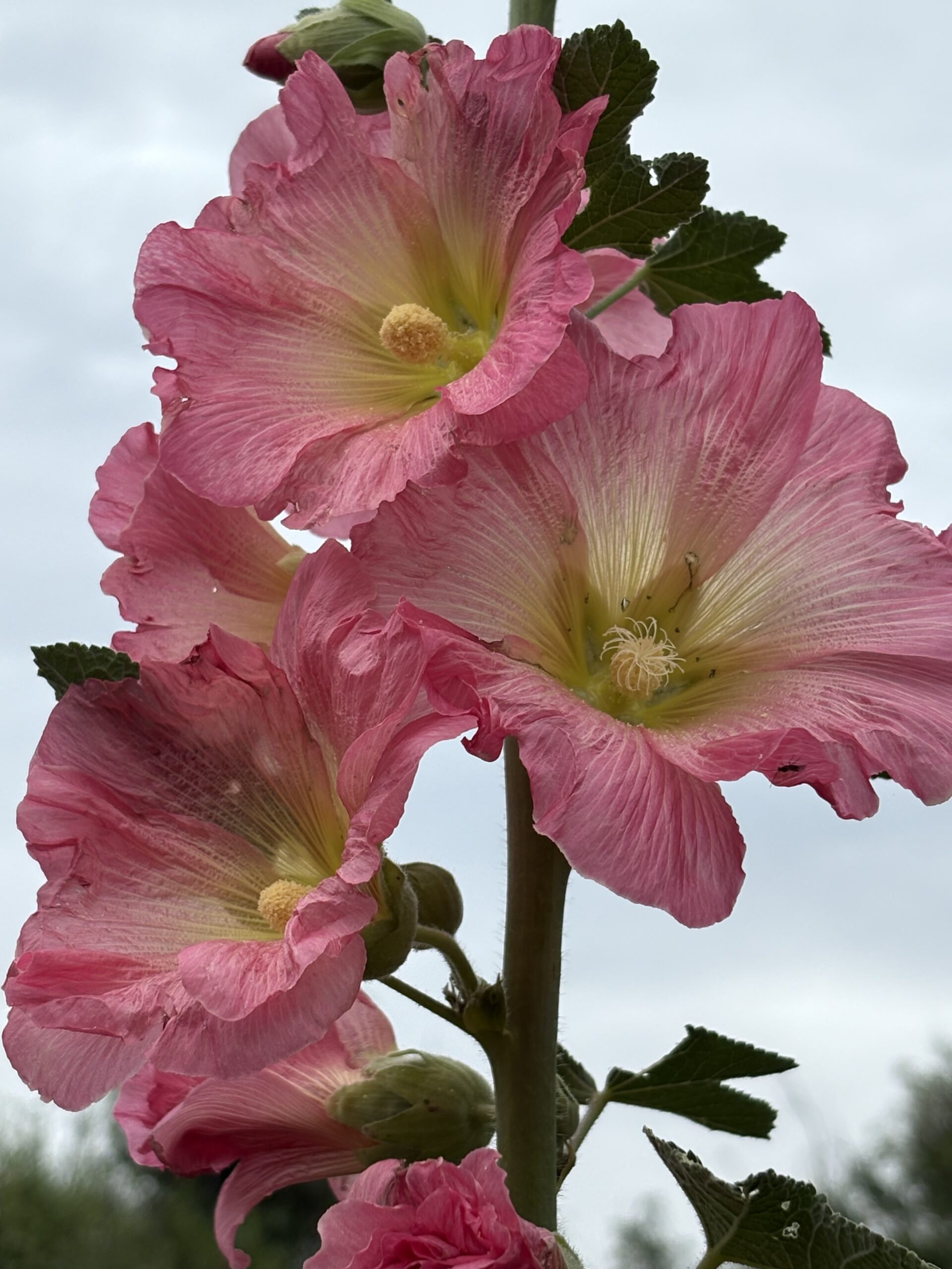 Hollyhock Bee & Butterfly Magnet Hollyhock Bee & Butterfly Magnet - Image 3