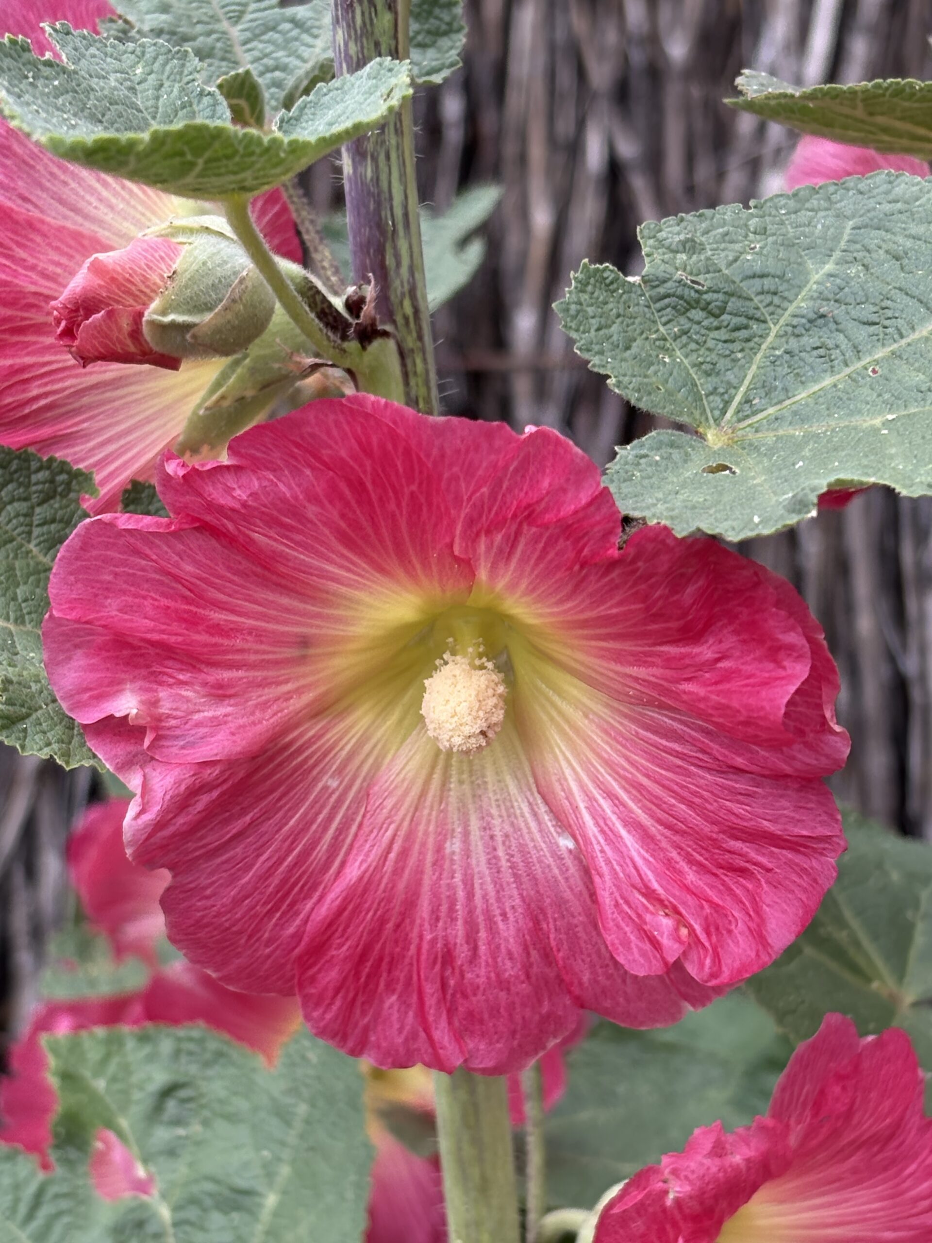 Hollyhock Bee & Butterfly Magnet Hollyhock Bee & Butterfly Magnet - Image 4