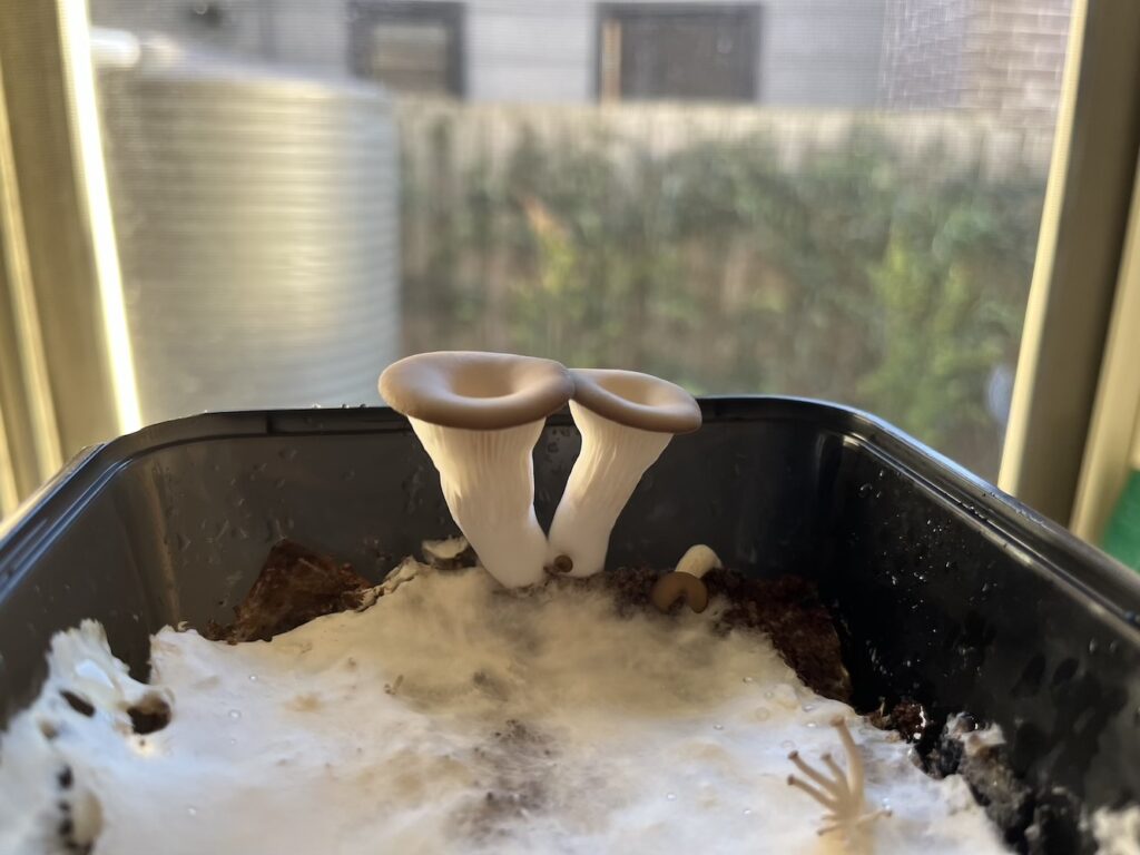 How to Grow Mushrooms in Coffee Grounds in 6 Easy Steps