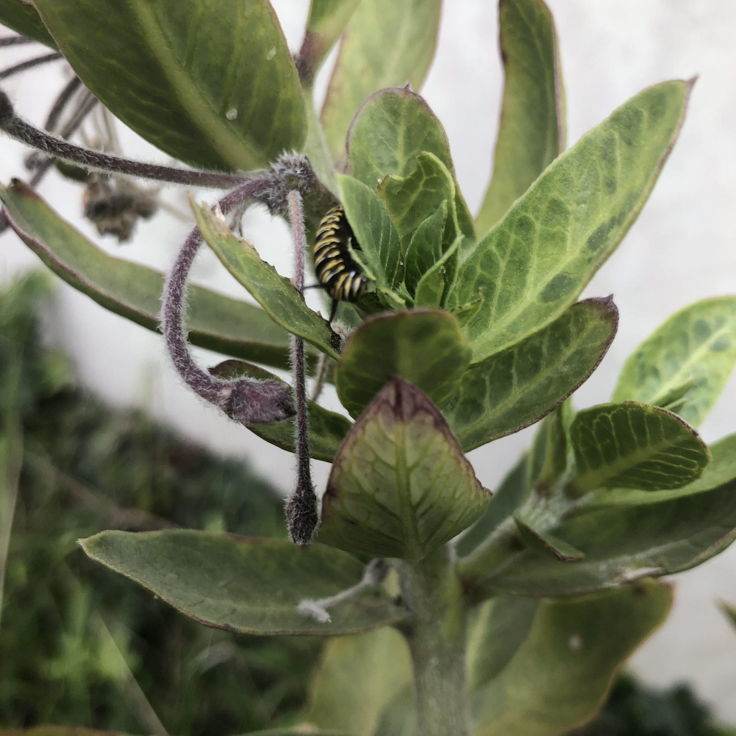 Milkweed Gomphocarpus Cancellatus Milkweed Gomphocarpus Cancellatus - Image 3