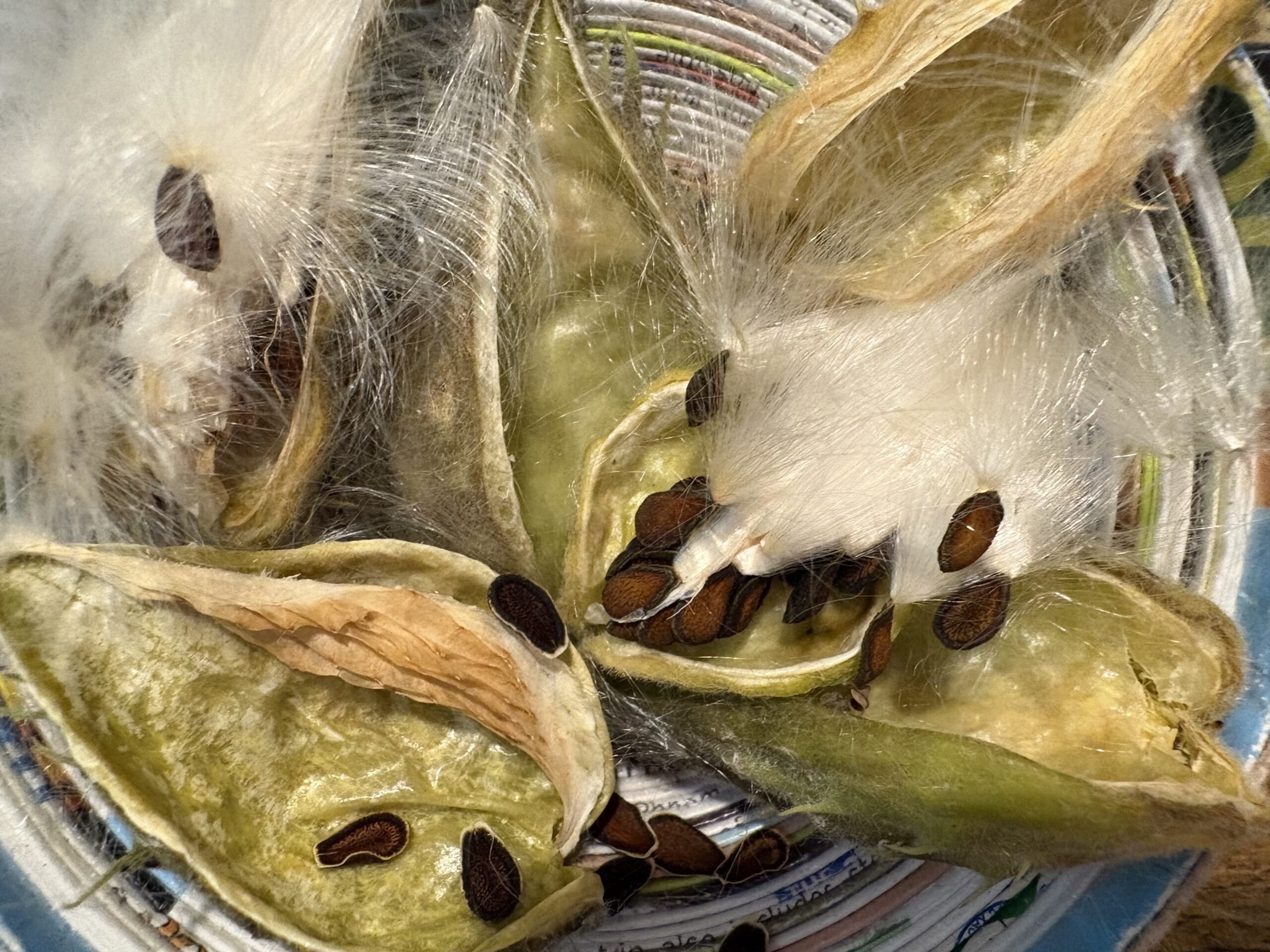 Milkweed Gomphocarpus Cancellatus Milkweed Gomphocarpus Cancellatus - Image 5