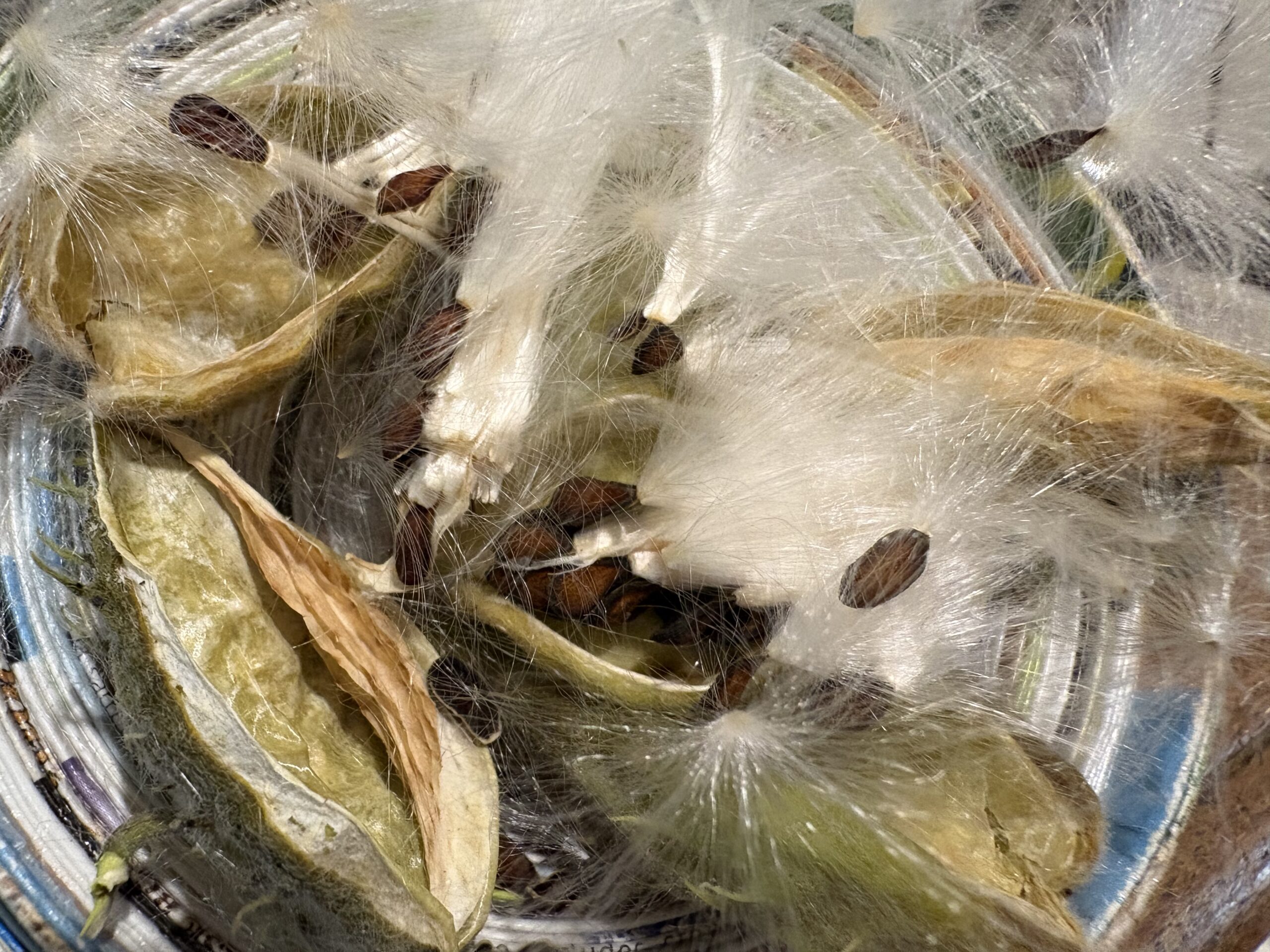 Milkweed Gomphocarpus Cancellatus Milkweed Gomphocarpus Cancellatus
