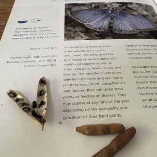 Running Postman Kennedia Prostrata