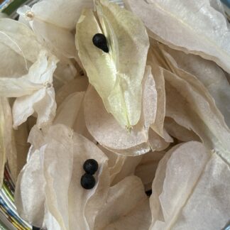 Veltheimia Bracteata Forest Lily Bulk