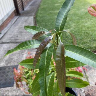 Honey Gold Mango Tree (pick up only)