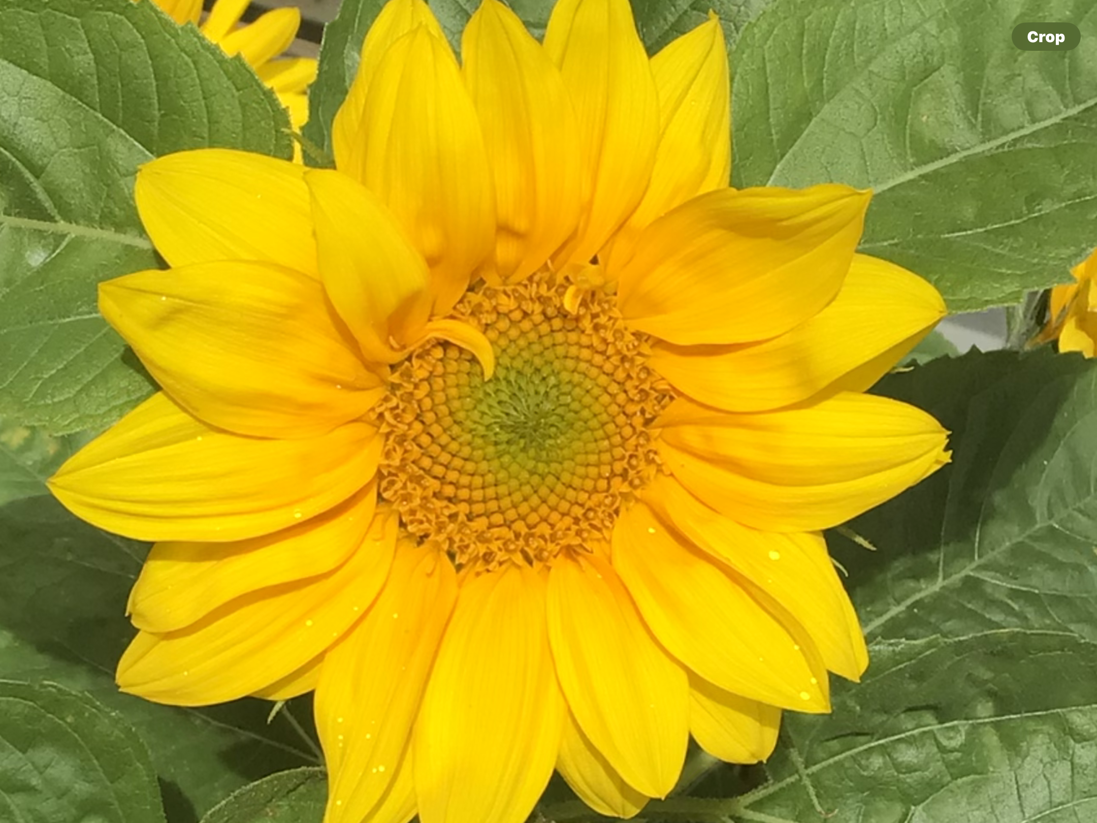 Sunflower Early Riser (free Marigold) Sunflower Early Riser (free Marigold)
