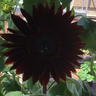 Black Beauty Sunflower (free Marigold)