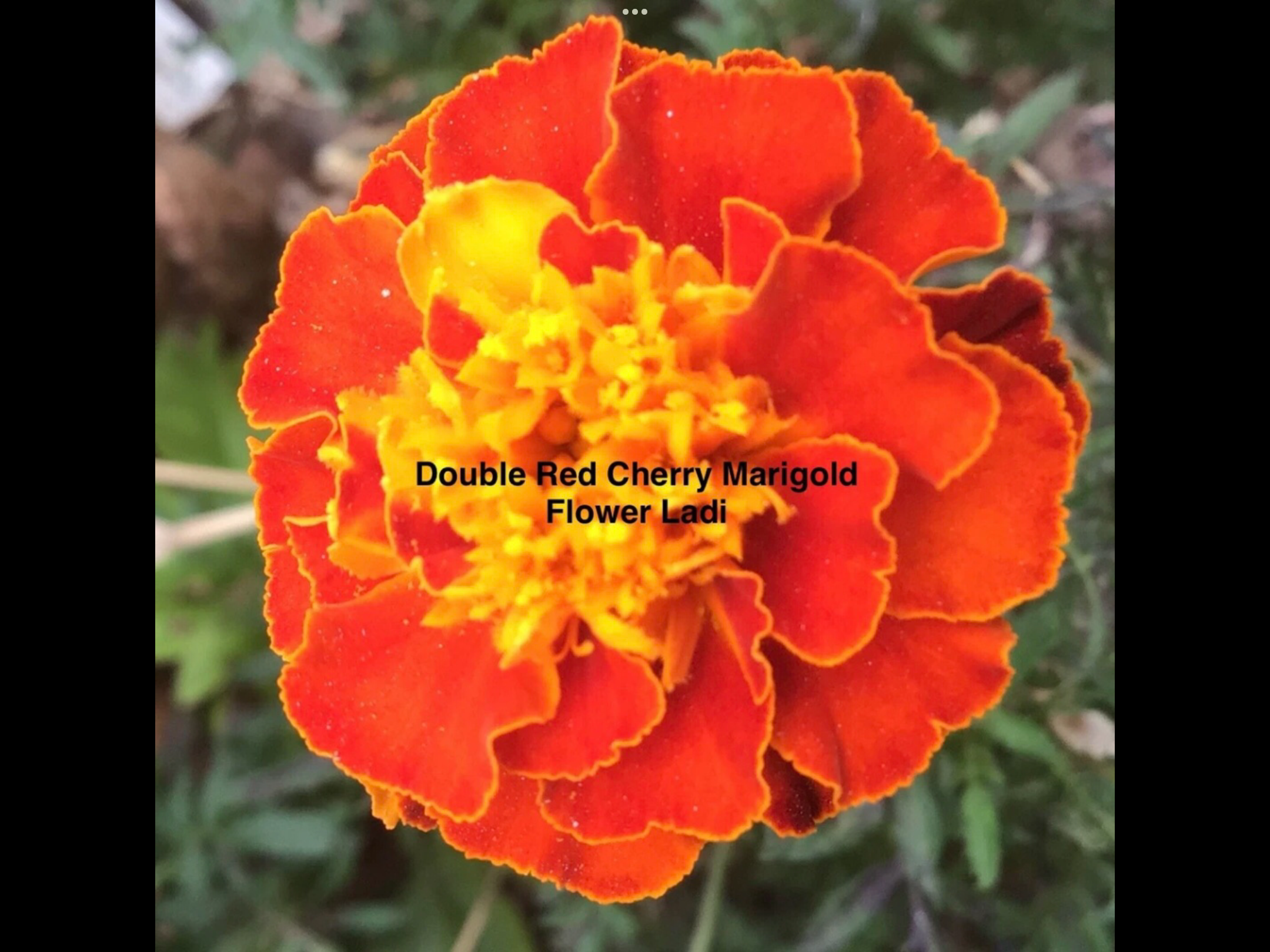 Exotic Dark Sunflower Mix (100 + free Marigold) Exotic Dark Sunflower Mix (100 + free Marigold) - Image 7