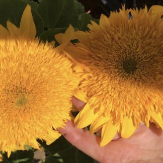 Golden Puff Dwarf Sunflower (free Marigold)