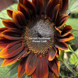 Garnett Sunflower (free Marigold)