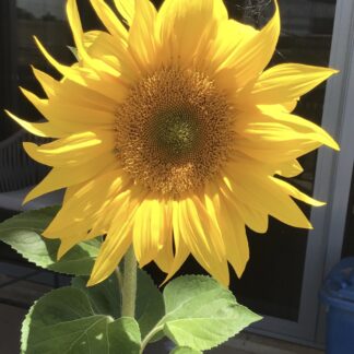Lemon Queen Sunflower (free Marigold)