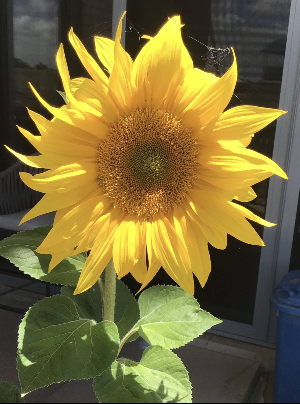 Lemon Queen Sunflower (free Marigold) Lemon Queen Sunflower (free Marigold)