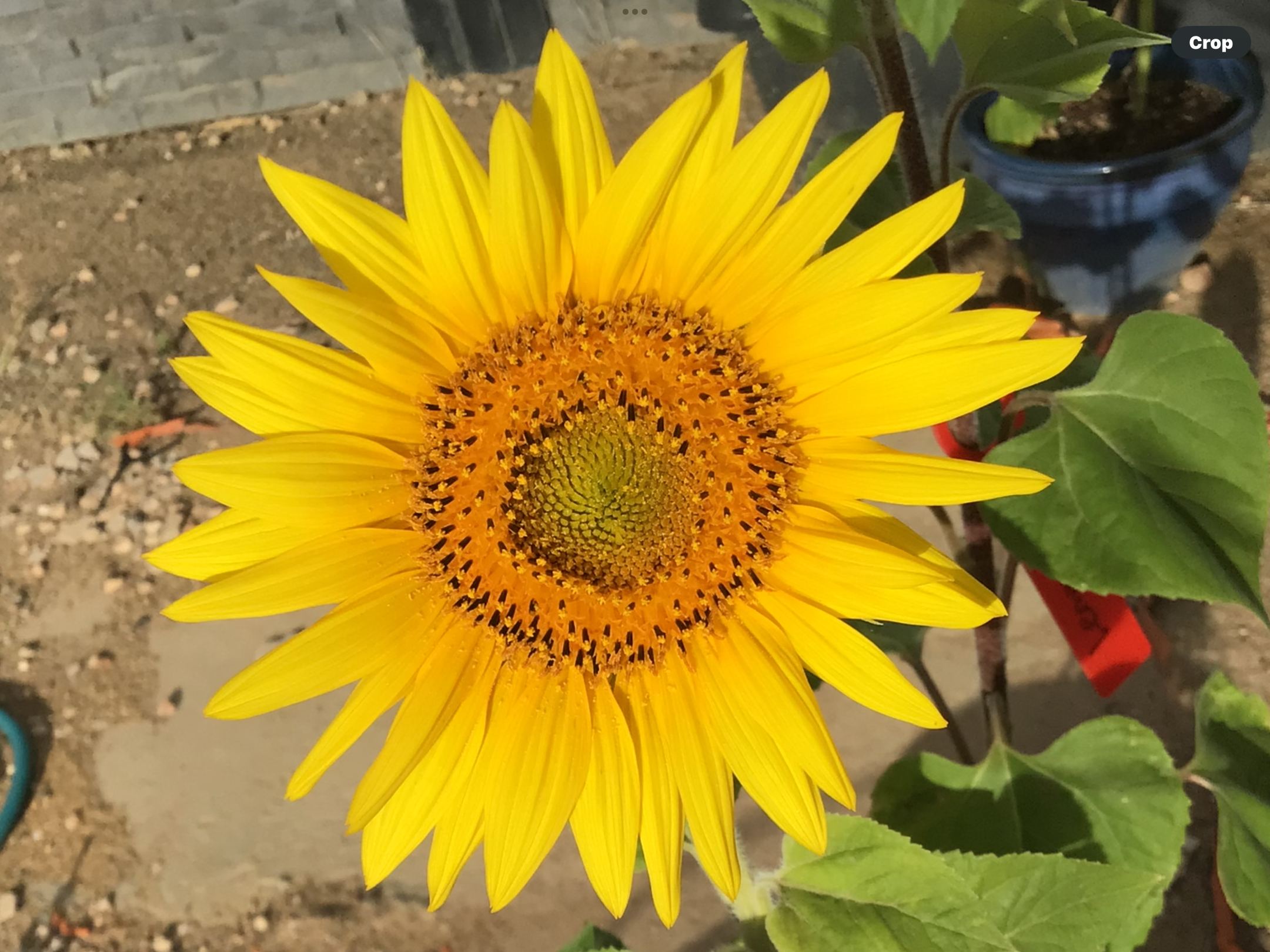 Lemon Queen Sunflower (free Marigold) Lemon Queen Sunflower (free Marigold) - Image 2