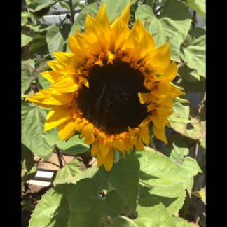 Procut Gold Sunflower (free Marigold)