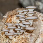 How to Grow Mushrooms in Coffee Grounds in 6 Easy Steps mushroom grow kit