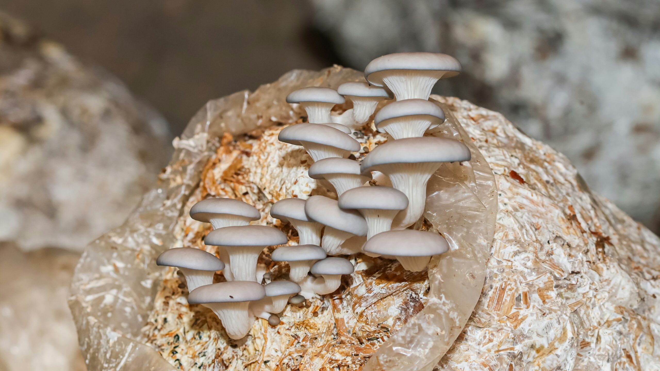 mushroom grow kit