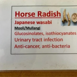 2 (TWO) Potted Horseradish (Muuli, Mulangi) Seedlings