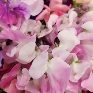 Sweet Pea Mixed For Hot Climates