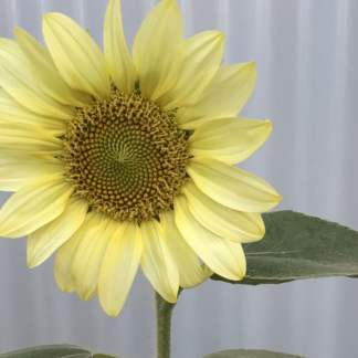 Home Ice Lady Sunflower (free Marigold)